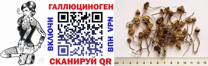 Псилоцибиновые грибы Cubensis  Кадников 